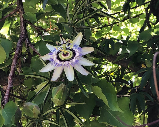 Passiflora caerulea