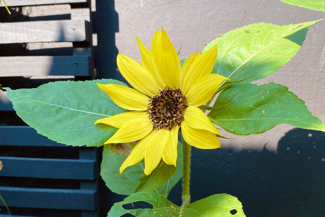 Girasol
