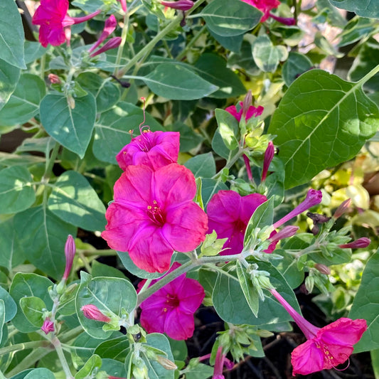 Dondiego de la noche fucsia (Semillas)
