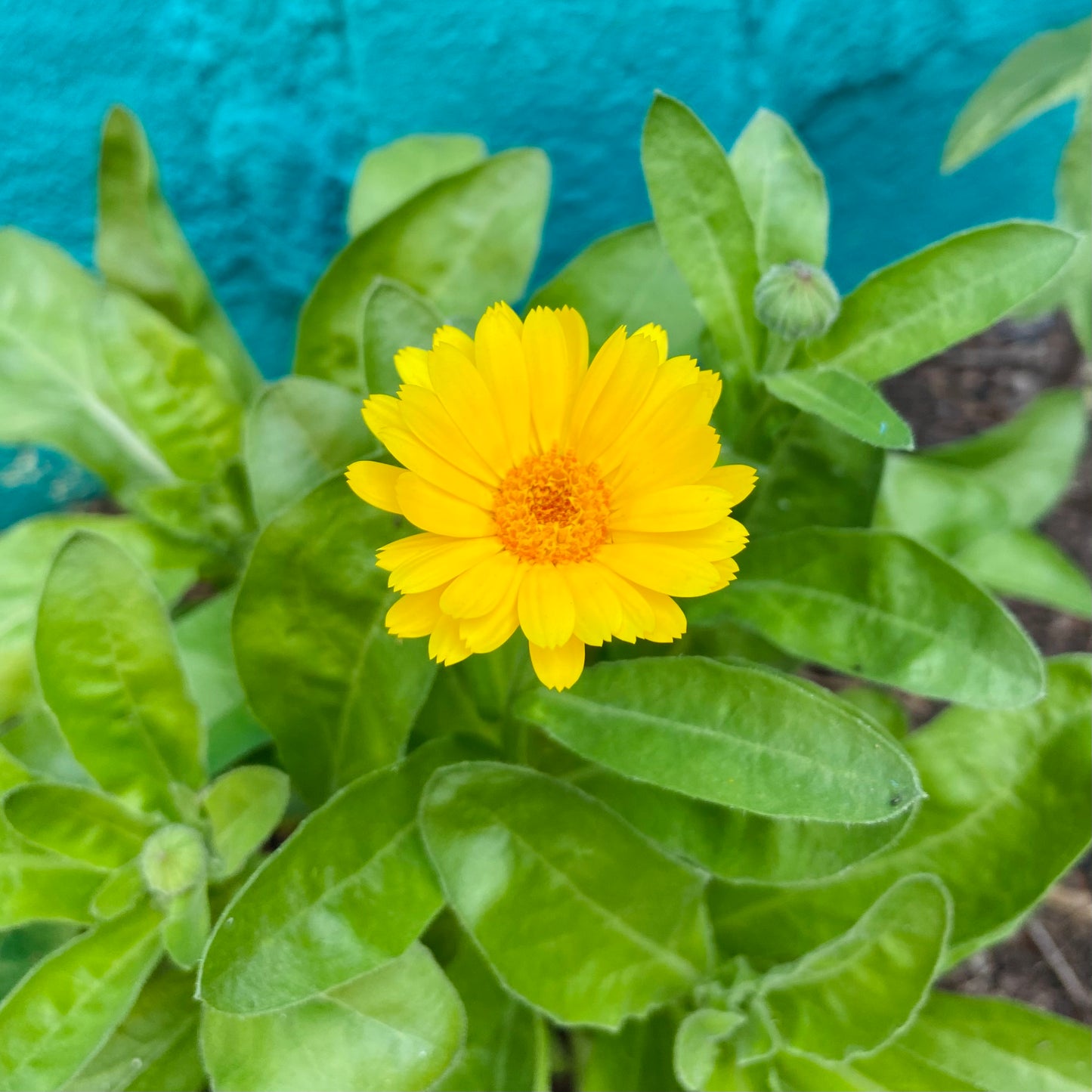 Caléndula Amarilla (Semillas)