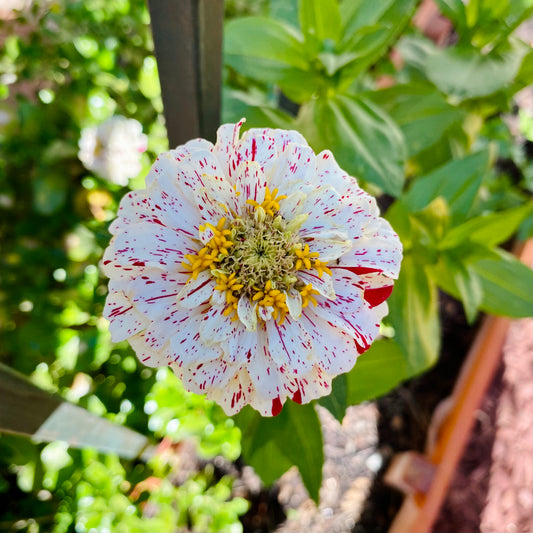 Zinnia Candy Cane Mix (Semillas)