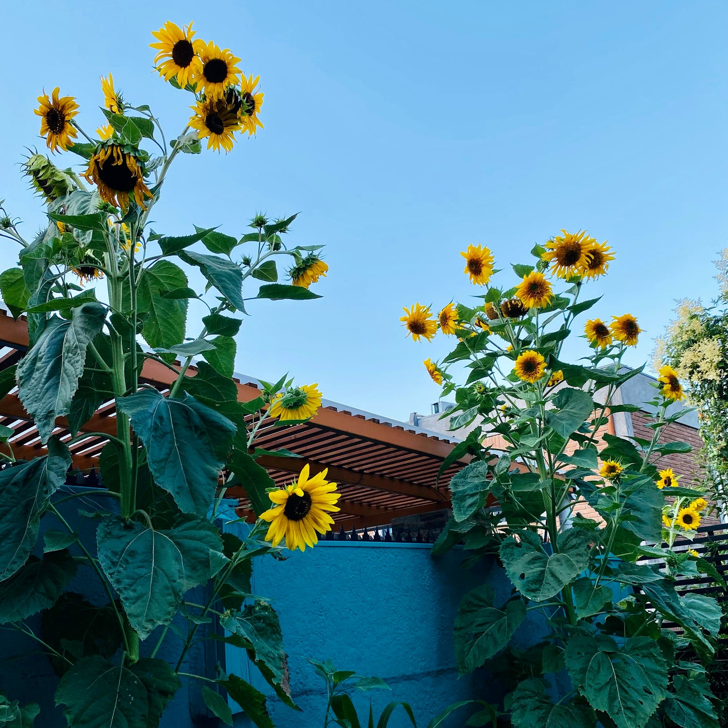 Girasol Gigante Multifloral (Semillas)