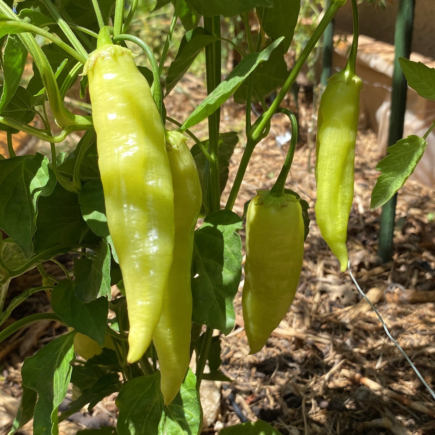 Ají cristal (Semillas)