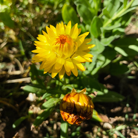 Siempreviva Amarilla (Semillas)