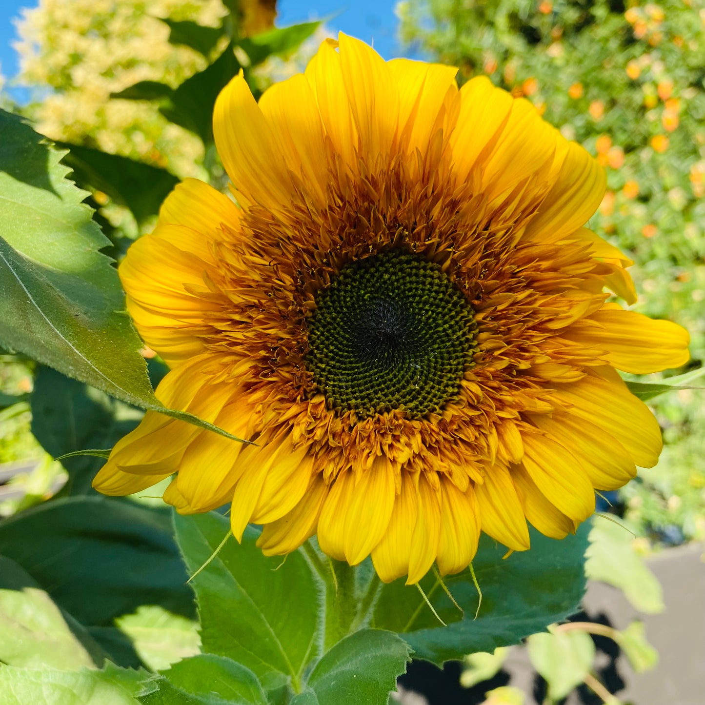 Girasol Gigante Multifloral (Semillas)